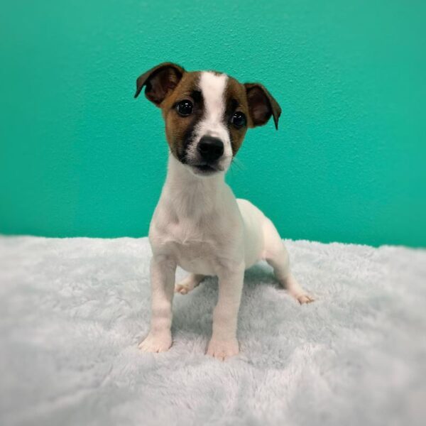 Jack Russell Terrier-DOG-Female-Tri-Colored-594-Petland Fort Walton Beach, FL