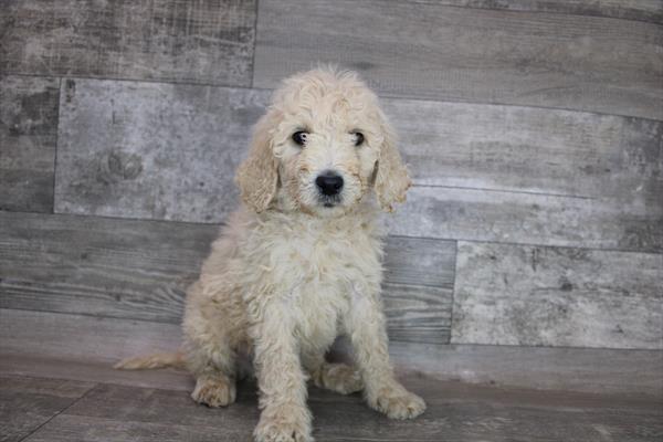 Goldendoodle DOG Male Apricot 3483 Petland Fort Walton Beach, FL