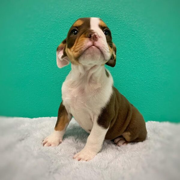 English Bulldog-DOG-Female-Chocolate Tri-615-Petland Fort Walton Beach, FL