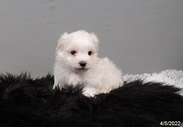 Maltese DOG Female White 3511 Petland Fort Walton Beach, FL