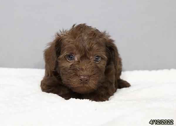 Schnoodle-DOG-Female-Chocolate-3512-Petland Fort Walton Beach, FL