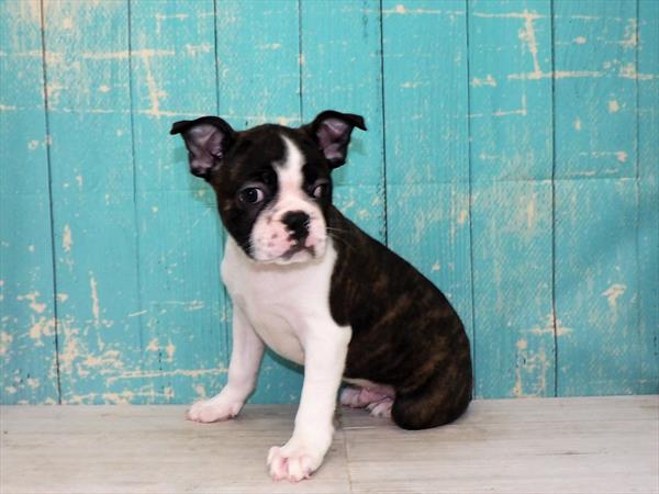 Boston Terrier DOG Male Brindle / White 3517 Petland Fort Walton Beach, FL