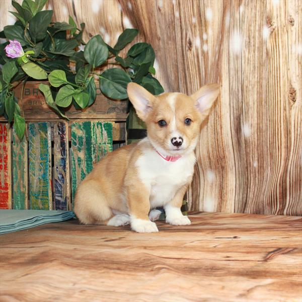 Pembroke Welsh Corgi DOG Female Red Merle 3519 Petland Fort Walton Beach, FL