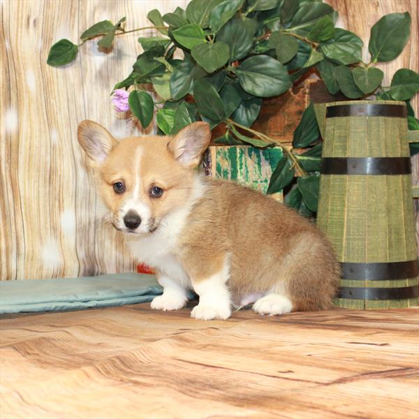 Pembroke Welsh Corgi DOG Male Fawn 3564 Petland Fort Walton Beach, FL