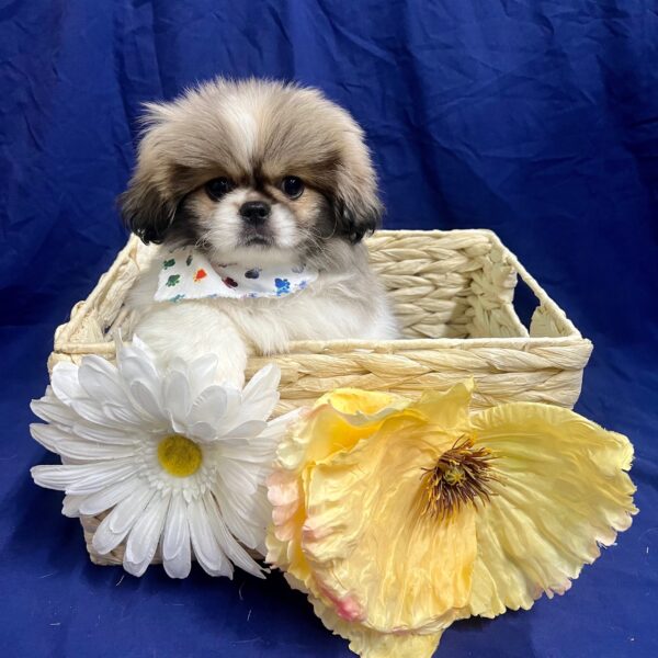 Pekingese-DOG-Male-Sable / White-3554-Petland Fort Walton Beach, FL