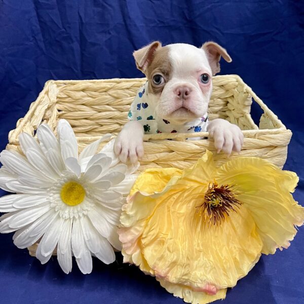 Boston Terrier-DOG-Male-Seal / White-3556-Petland Fort Walton Beach, FL