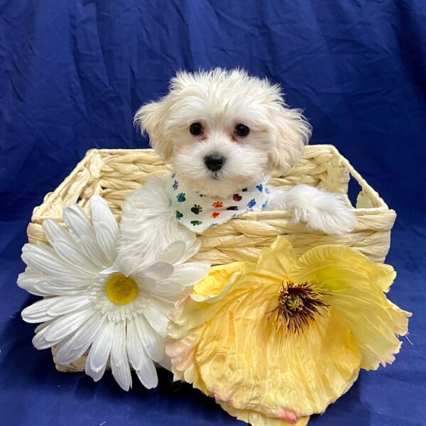 Coton De Tulear DOG Male White 3558 Petland Fort Walton Beach, FL