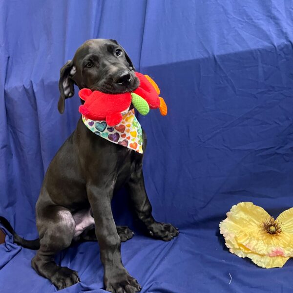 Great Dane-DOG-Male-Black-3514-Petland Fort Walton Beach, FL