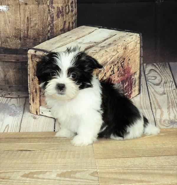 Malshi-DOG-Male-Black / White-3606-Petland Fort Walton Beach, FL