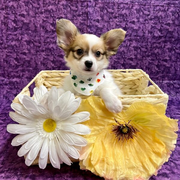 Papillon DOG Male Sable/White 3639 Petland Fort Walton Beach, FL