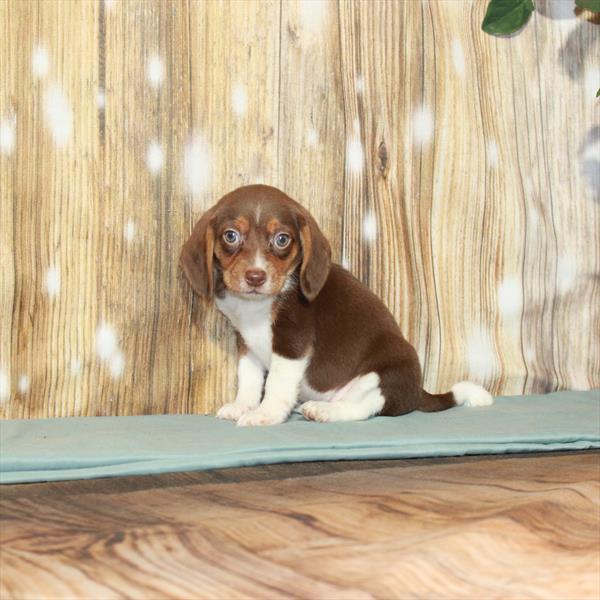 Beagle DOG Male Chocolate / Tan 3671 Petland Fort Walton Beach, FL