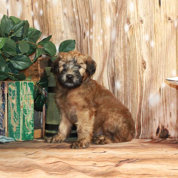 Soft Coated Wheaten Terrier-DOG-Male-Wheaten-3674-Petland Fort Walton Beach, FL