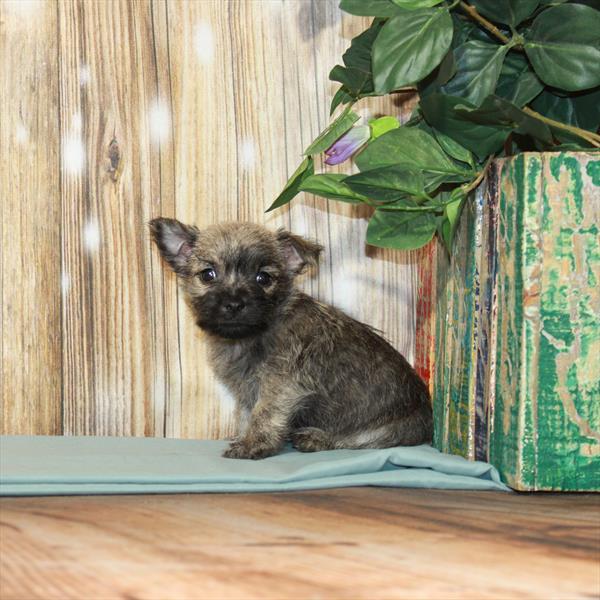 Cairn Terrier-DOG-Male-Wheaten-3675-Petland Fort Walton Beach, FL