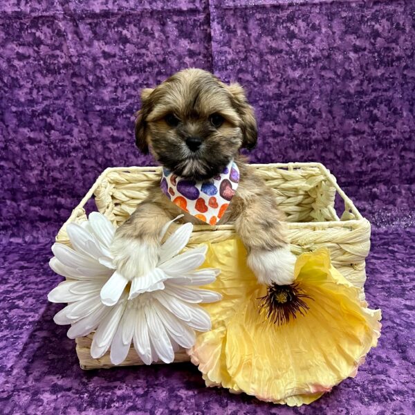 Lhasa Apso DOG Male Golden 3693 Petland Fort Walton Beach, FL