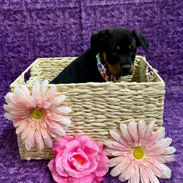 Rottweiler-DOG-Female-Black/Rust-3694-Petland Fort Walton Beach, FL