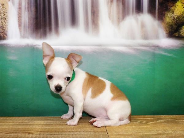 Chihuahua DOG Male Fawn / White 3719 Petland Fort Walton Beach, FL