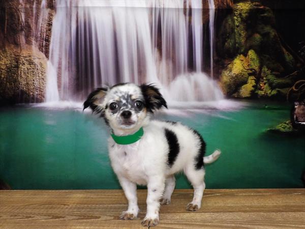 Chihuahua DOG Female White Black / Tan 3720 Petland Fort Walton Beach, FL