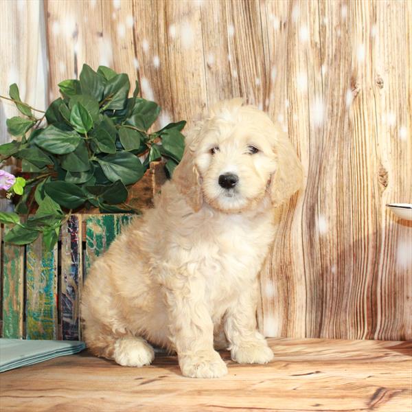 Goldendoodle DOG Male Light Golden 3722 Petland Fort Walton Beach, FL