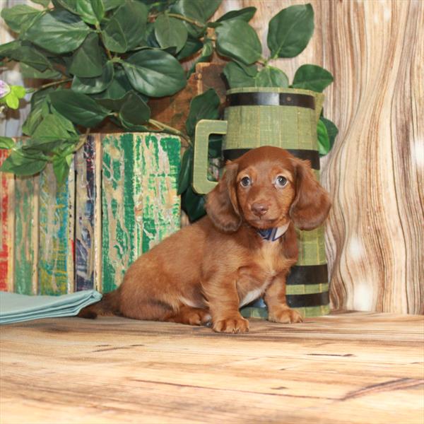 Dachshund DOG Female Chocolate / Tan 3724 Petland Fort Walton Beach, FL