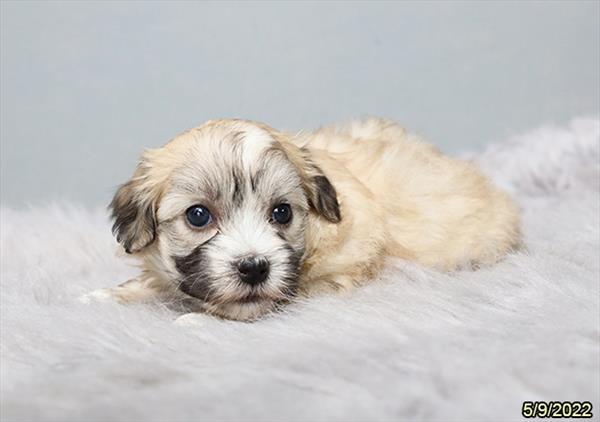 Coton De Tulear DOG Female Sable / White 3746 Petland Fort Walton Beach, FL