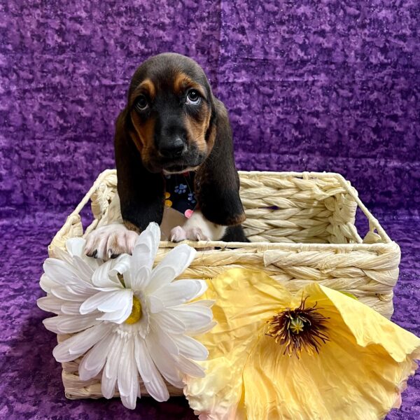 Basset Hound DOG Male Black White / Tan 3754 Petland Fort Walton Beach, FL