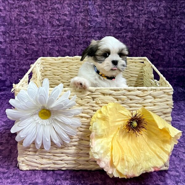 Lhasa Apso DOG Male Gold/White parti 3798 Petland Fort Walton Beach, FL