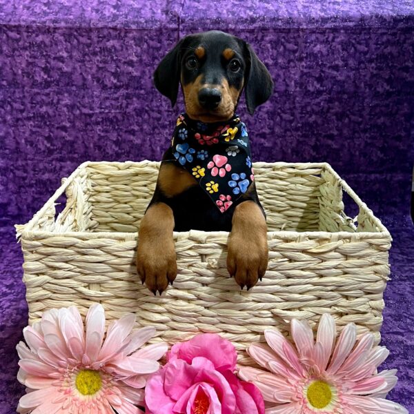 Doberman Pinscher-DOG-Female-Black/Rust-3793-Petland Fort Walton Beach, FL