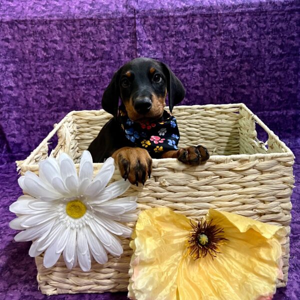 Doberman Pinscher-DOG-Male-Black/Rust-3792-Petland Fort Walton Beach, FL