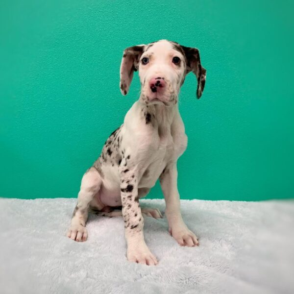 Great Dane-DOG-Female-Merlequin-599-Petland Fort Walton Beach, FL