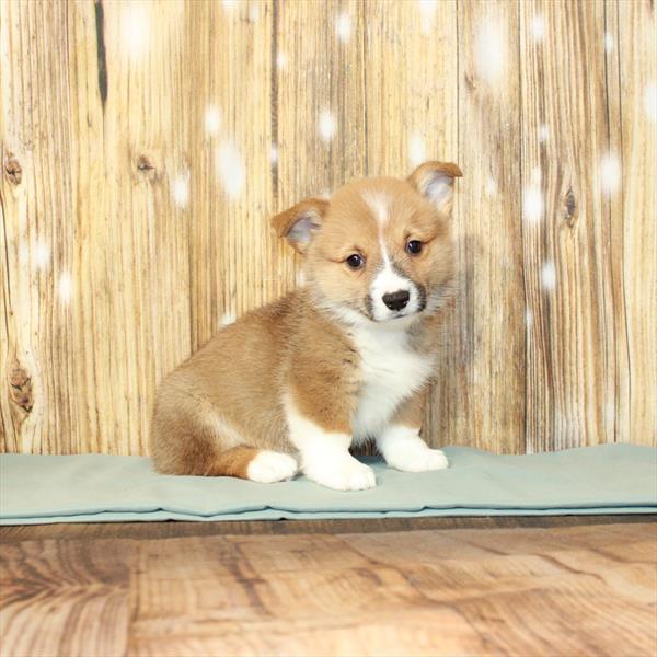 Pembroke Welsh Corgi DOG Male Red 3812 Petland Fort Walton Beach, FL