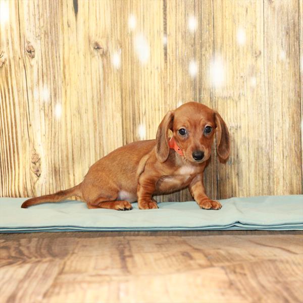 Dachshund DOG Female Red 3814 Petland Fort Walton Beach, FL