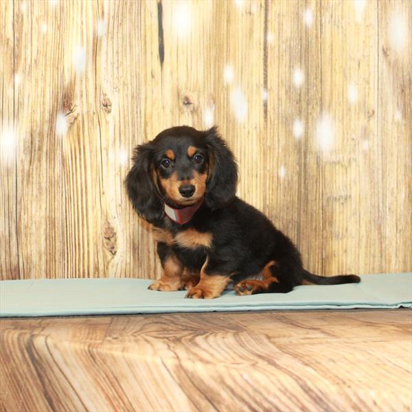 Dachshund DOG Male Black / Tan 3817 Petland Fort Walton Beach, FL