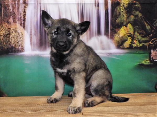 Norwegian Elkhound DOG Male Sable 3818 Petland Fort Walton Beach, FL