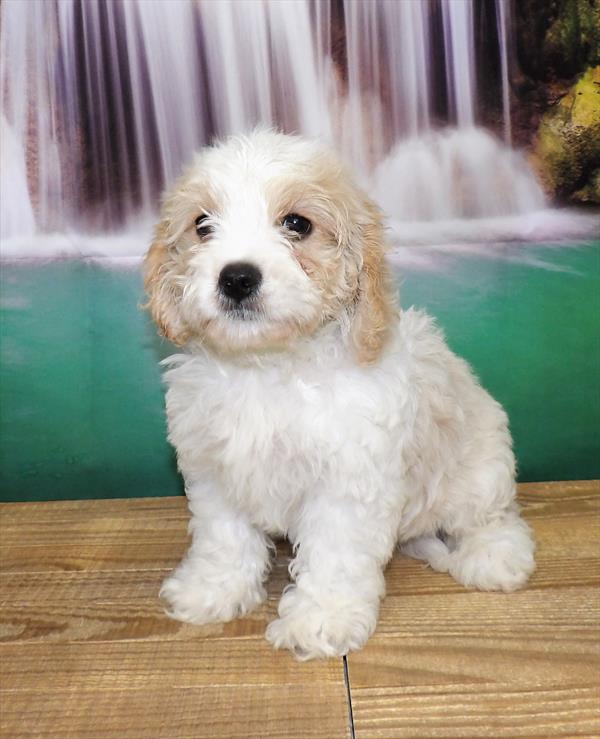 Cavachon DOG Male Blenheim 3819 Petland Fort Walton Beach, FL