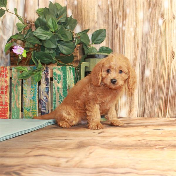 Cavapoo-DOG-Male-Red-3841-Petland Fort Walton Beach, FL