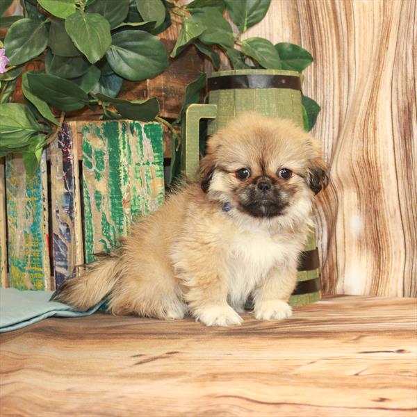 Pekingese-DOG-Female-Fawn-3848-Petland Fort Walton Beach, FL