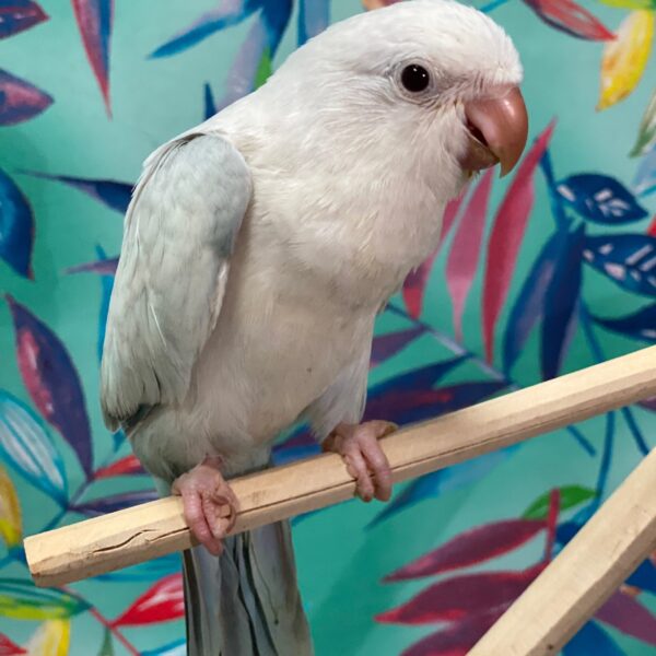 Quaker-BIRD-Unknown-Blue Opaline-3829-Petland Fort Walton Beach, FL