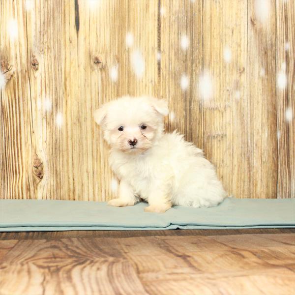 Maltese DOG Male White 3860 Petland Fort Walton Beach, FL