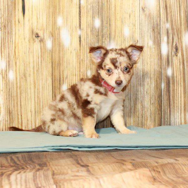 Chihuahua DOG Male Chocolate Merle / Tan 3861 Petland Fort Walton Beach, FL