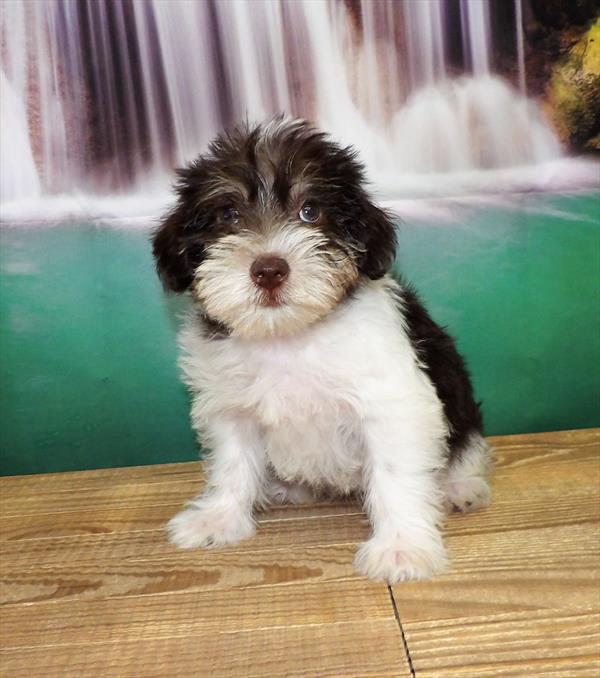 Schnoodle-DOG-Female-Chocolate / White-3864-Petland Fort Walton Beach, FL