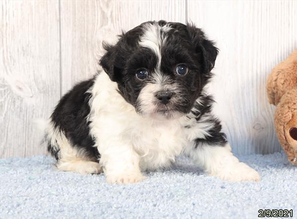 Teddy Bear DOG Male Black / White 735 Petland Fort Walton Beach, FL