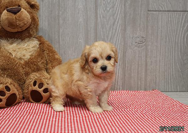 Cavachon-DOG-Female-Apricot-737-Petland Fort Walton Beach, FL