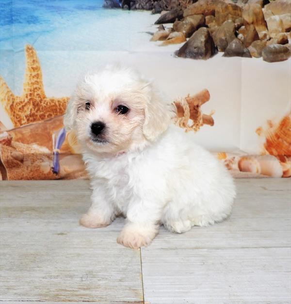 Teddy Bear DOG Male Cream 3905 Petland Fort Walton Beach, FL