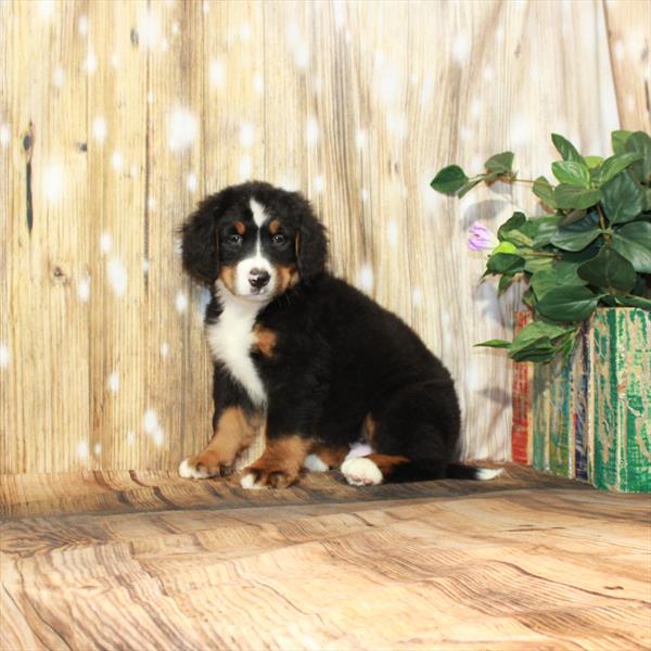 Bernese Mountain Dog-DOG-Male-Black / Rust-3912-Petland Fort Walton Beach, FL