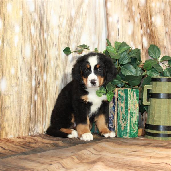 Bernese Mountain Dog-DOG-Female-Black / Rust-3913-Petland Fort Walton Beach, FL