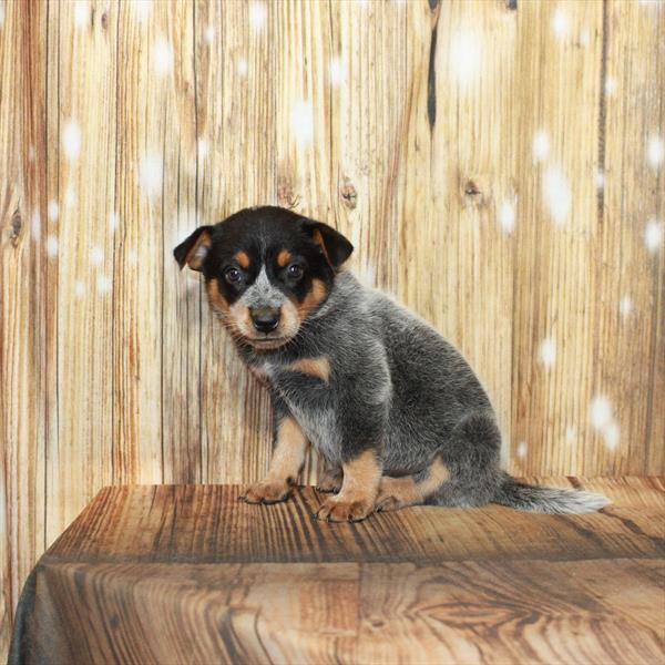 Australian Cattle Dog-DOG-Female-Blue-3960-Petland Fort Walton Beach, FL