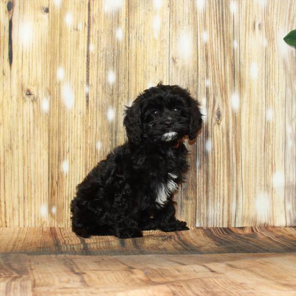 Cavapoo-DOG-Female-Black-3961-Petland Fort Walton Beach, FL