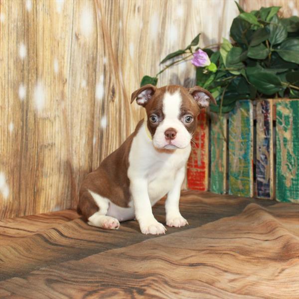 Boston Terrier-DOG-Female-Red / Brindle-3966-Petland Fort Walton Beach, FL