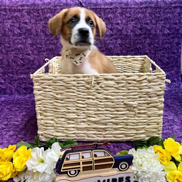 Saint Bernard-DOG-Male-Brown/White-3946-Petland Fort Walton Beach, FL