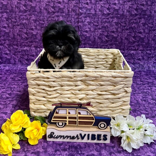 Lhasa Apso DOG Male Blk/white 3950 Petland Fort Walton Beach, FL